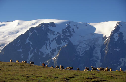 Moutons en alpage au plateau d'Emparis - PN des Ecrins (38) 