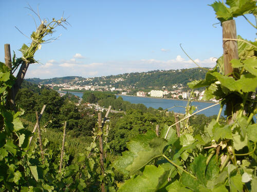 Pilat Rhodanien (69) - Vignoble des Côtes du Rhône septentrionales 