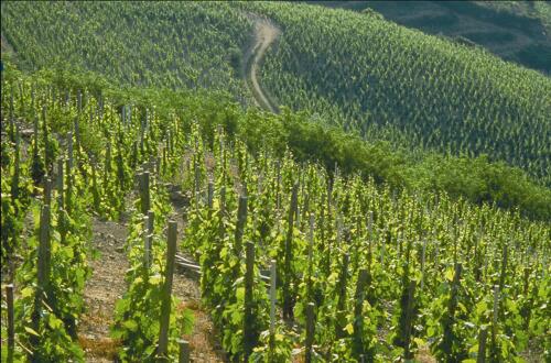Vignoble de Cornas (07) - Cru des Côtes du Rhône 