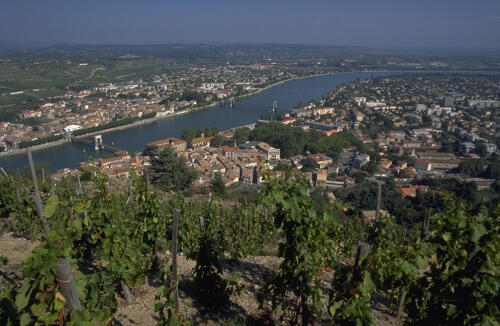 Vignoble au-dessus de Tournon, au bord du Rhône - Ardèche Verte 