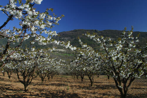 Abricotiers en fleur autour de Buis-les-Baronnies - Drôme Provençale 