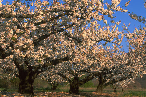 Cerisiers en fleurs - Vallée de la Drôme 