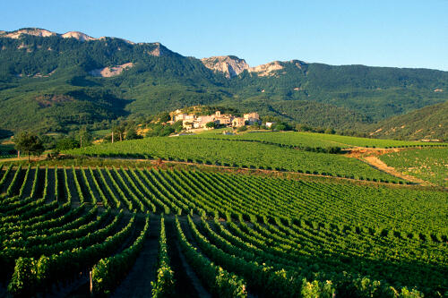 Vignoble de la Clairette de Die à St-Sauveur-en-Diois - vallée de la Drôme 