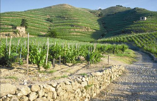 Vignoble en terrasses d'Hermitage (26) - Cru des Côtes du Rhône 