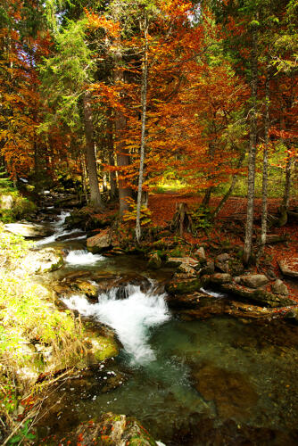 Ruisseau dans les sous-bois - Vallée d'Aulps (74) 