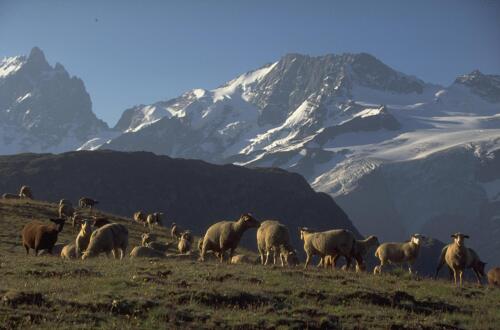 Moutons en alpage au plateau d'Emparis - PN des Ecrins (38) 