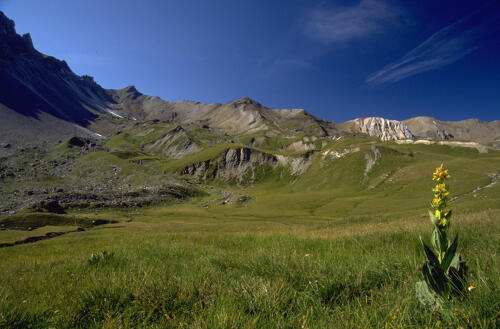 Grande Gentiane au col du Galibier - Maurienne (73) 