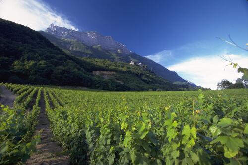 Vignoble des vins de Savoie - Bauges (73) 