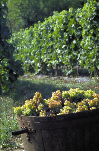 Vendanges dans les vignobles des Côtes du Rhône 