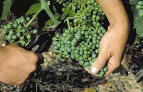 Vendanges dans les vignobles des Côtes du Rhône 