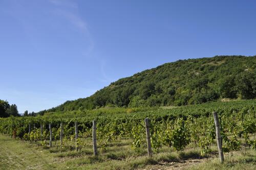 Vignoble des Côtes du Rhône-Brézème autour de Livron (26) 