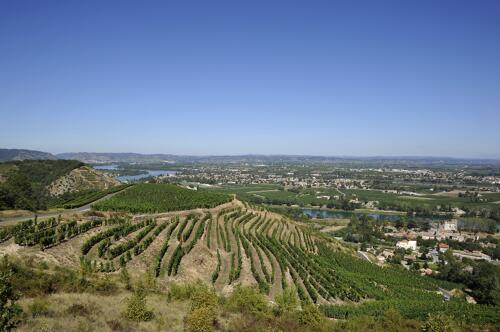 Châteaubourg, vignoble de Saint-Joseph et vue sur le Rhône (07) 
