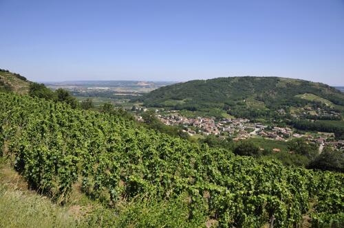 Vignoble des Côtes du Rhône autour de St-Désirat (07) 