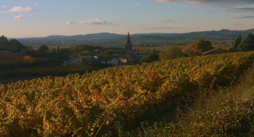 Vignoble des Côtes du Rhône autour de St-Marcel d'Ardèche - Ardèche méridionale 
