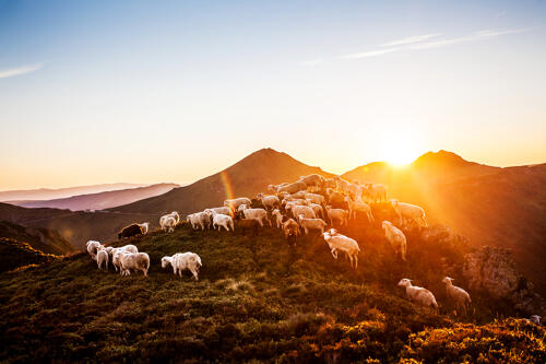 Troupeau de brebis et coucher de soleil sur les monts du Cantal 