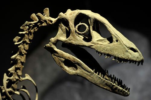 Squelette de dinosaure - Paléopolis à Gannat (03), parc dédié à la paléontologie 