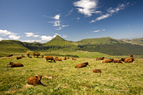 Vaches Salers à l'estive dans les Monts du Cantal (15) 