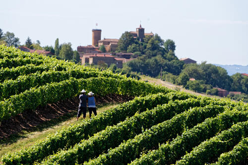 Vignoble du Beaujolais, autour d'Oingt (69) 