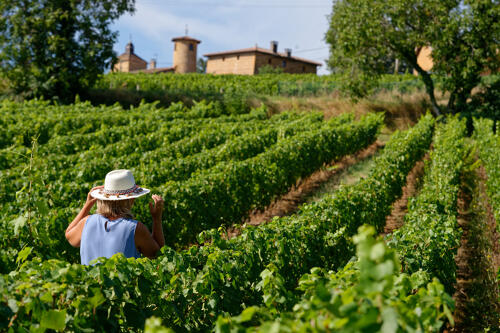 Vignoble du Beaujolais, autour d'Oingt (69) 