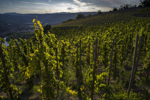 Vignoble des Côtes du Rhône, autour de Tournon et Tain l'Hermitage 