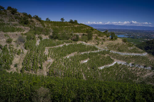 Vignobles des Côtes du Rhône, autour de Tournon et Tain l'Hermitage 