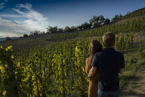 Vignoble des Côtes du Rhône, autour de Tournon et Tain l'Hermitage 
