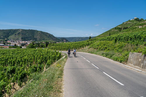 Vélo dans les vignobles des Côtes du Rhône autour de Tain l'Hermitage (07) 