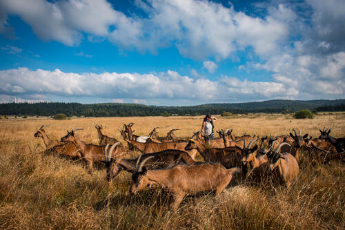 Le troupeau de chèvres de la Ferme du Cab'riou - Issanlas (07) 