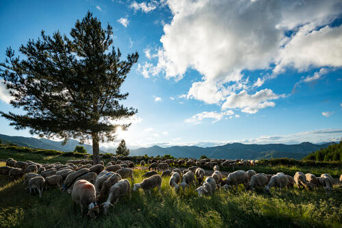 Moutons en transhumance sur le massif du Tanargue (07) 