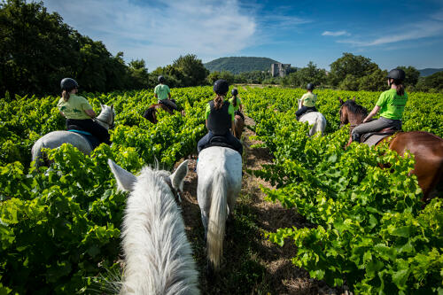 Cheval dans les vignobles d'Ardèche, Alba-la-Romaine (07) 