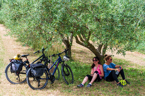 Pause vélo sous les oliviers vers Bourg-Saint-Andéol 