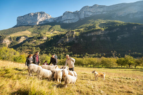 Les moutons de la ferme La Bicoque, Echevis - PNR Vercors (26) 
