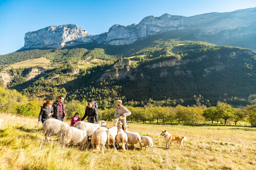 Les moutons de la ferme La Bicoque, Echevis - PNR Vercors (26) 