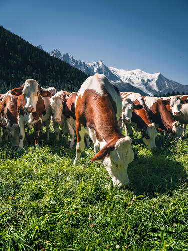 Vaches en alpage autour de Chamonix - massif du Mont Blanc (74) 