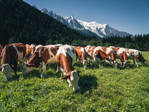 Vaches en alpage autour de Chamonix - massif du Mont Blanc (74) 