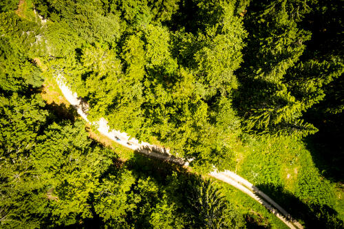 Forêt de Champfromier - PNR Haut-Jura (01) 